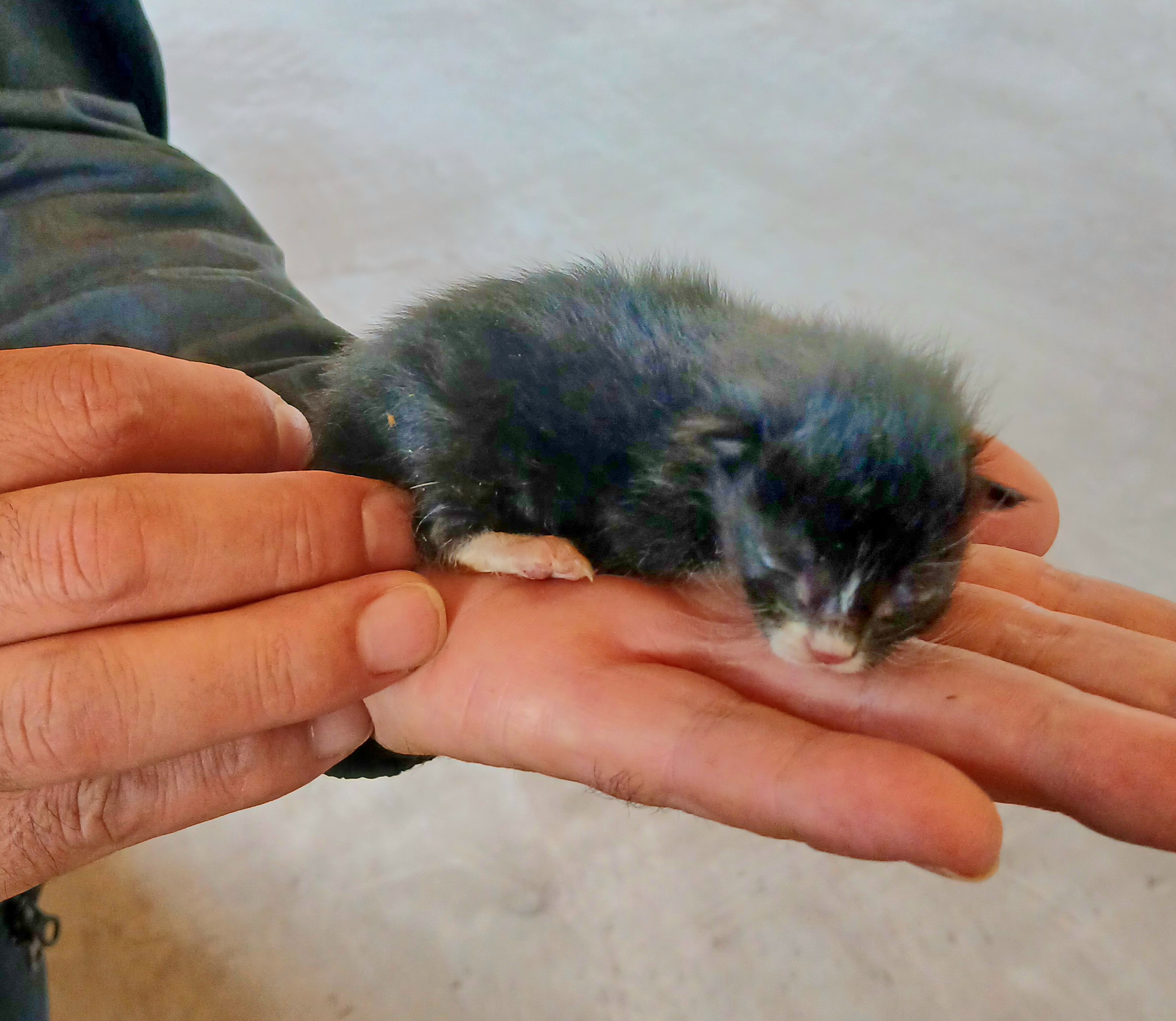 보호중 믹스묘의 가…